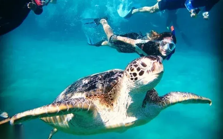 Abu Dabbab Sea Turtle Snorkeling Trip — Marsa Alam, rated 4.9 on TripAdvisor