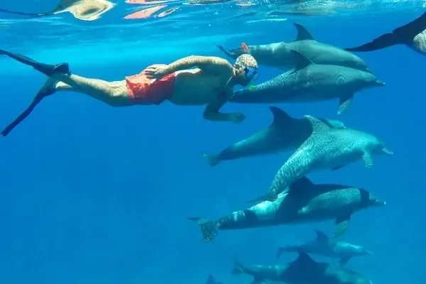 Best Dolphin Family Activities in Hurghada — view 2