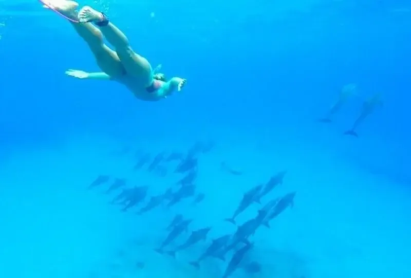 Excursion de groupe snorkeling Dolphin House Hurghada in Hurghada — view 3