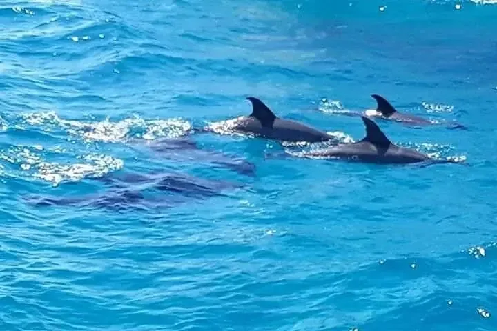 Excursion de groupe snorkeling Dolphin House Hurghada in Hurghada — view 4