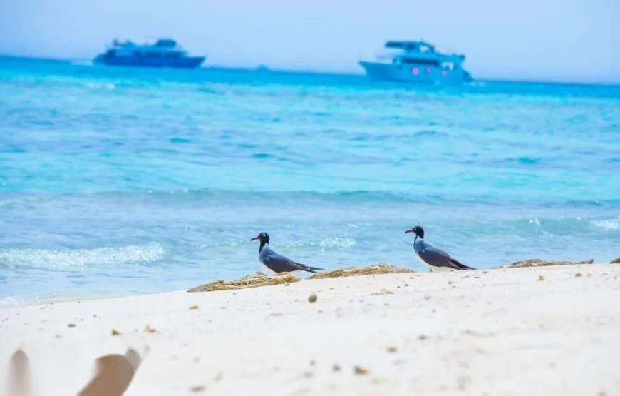 Dolphin House Speedboat Tour in Hurghada — view 2