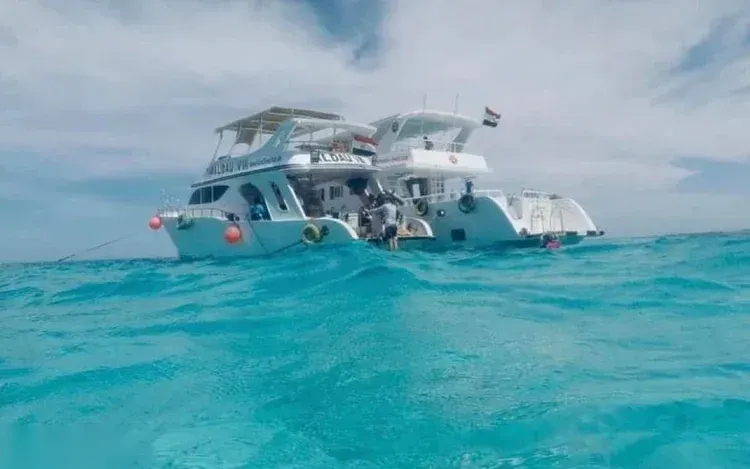 Dolphin Reef Snorkeling Tour