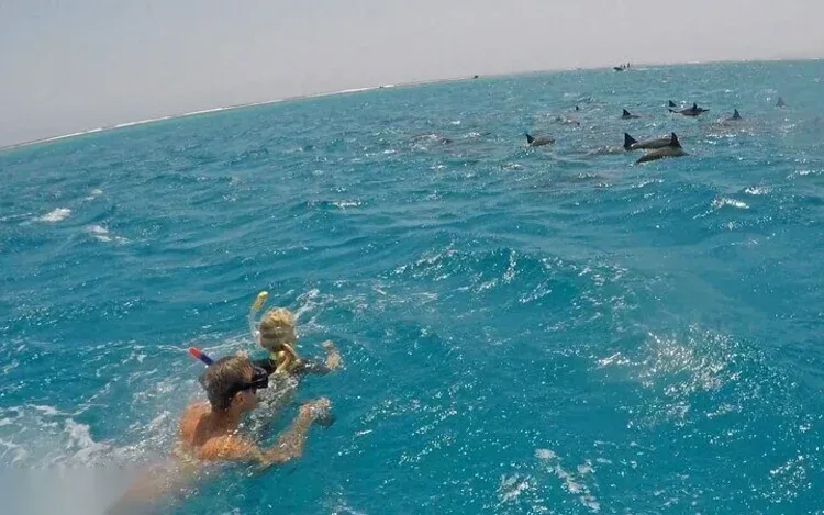 Excursion Snorkeling avec les Dauphins in Hurghada
