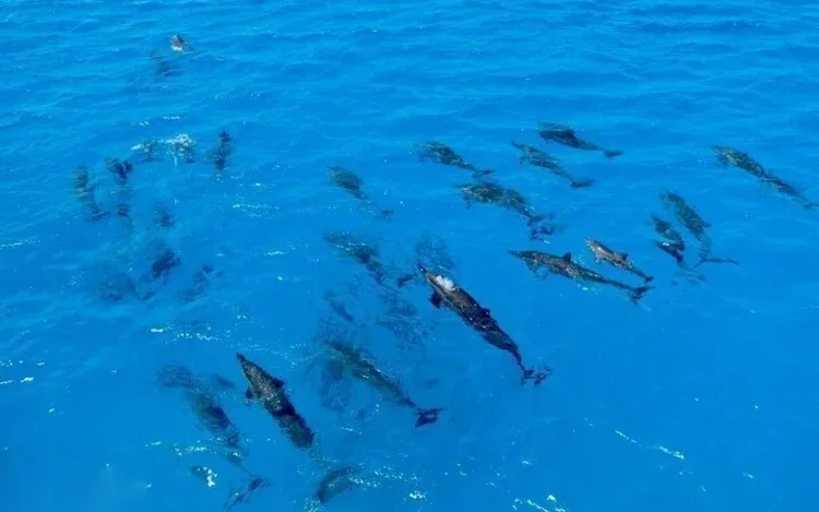 Excursion Snorkeling avec les Dauphins in Hurghada — view 2