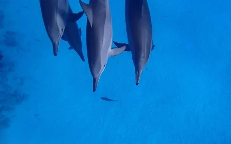 Excursion Snorkeling avec les Dauphins in Hurghada — view 3