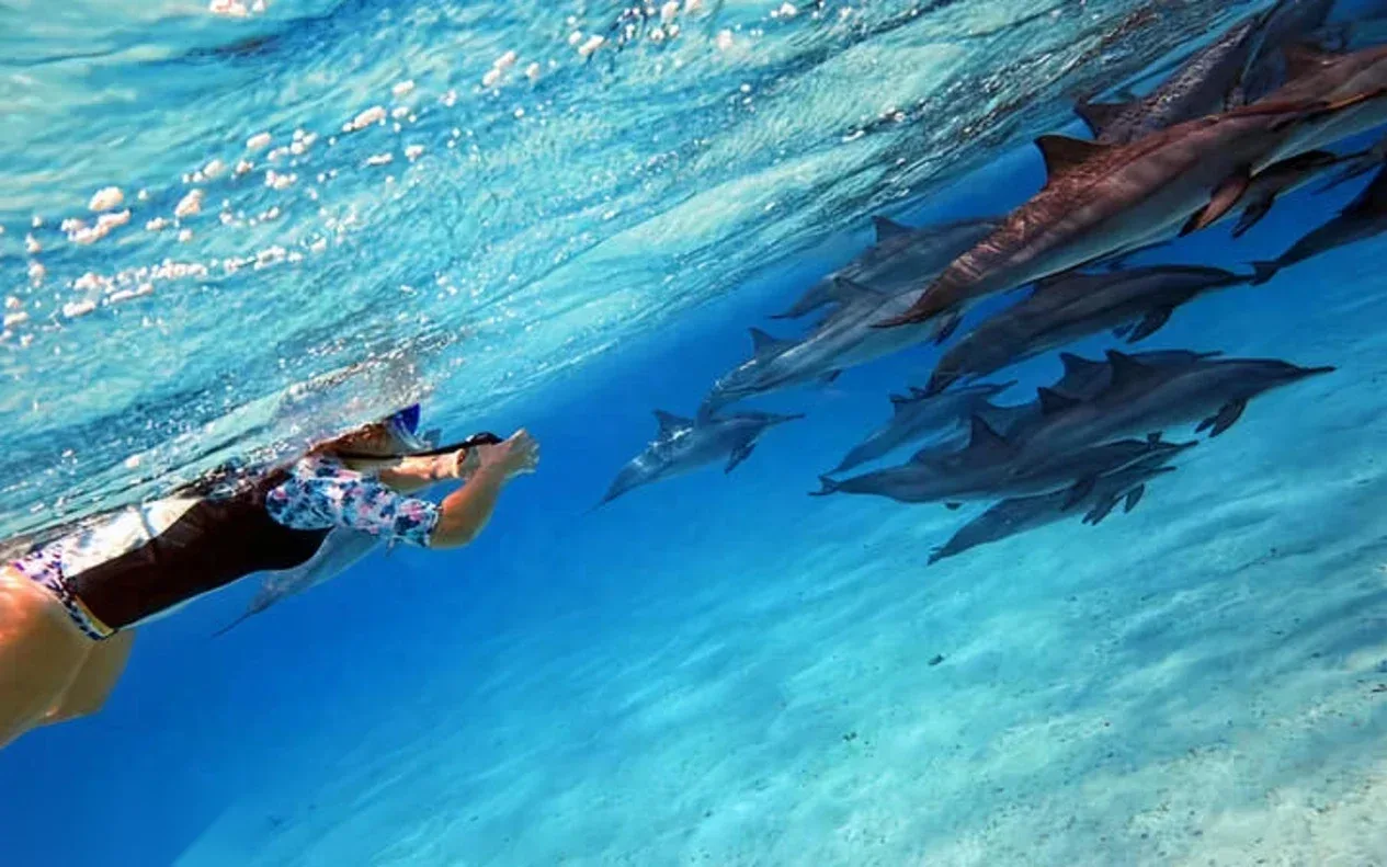 Excursion Snorkeling avec les Dauphins in Hurghada — view 4