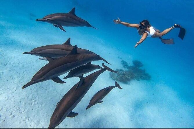 Dolphin Watching Boat Trip in Hurghada — view 4