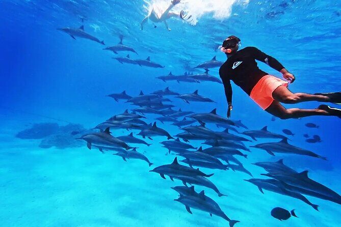 Elphinstone Reef Snorkeling Trip in Marsa Alam