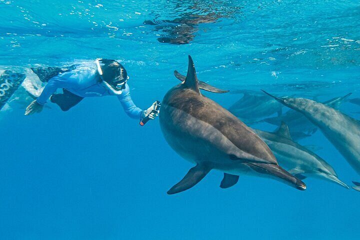 Elphinstone Reef Snorkeling Trip in Marsa Alam — view 4