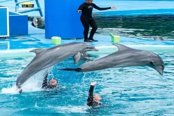 Spectacle de Dauphins en Famille — Snorkeling & Plongée in Hurghada