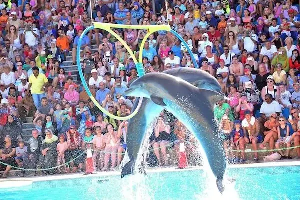 Familien-Delfinshow in Hurghada — view 2