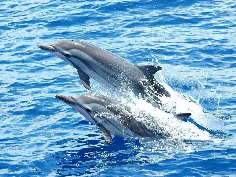Familien-Delfintour in Hurghada