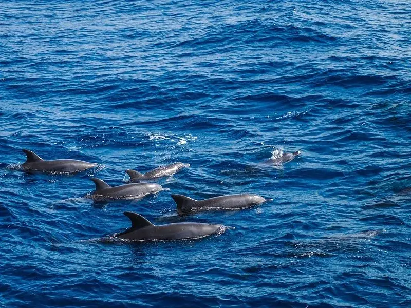 Familien-Delfintour in Hurghada — view 5