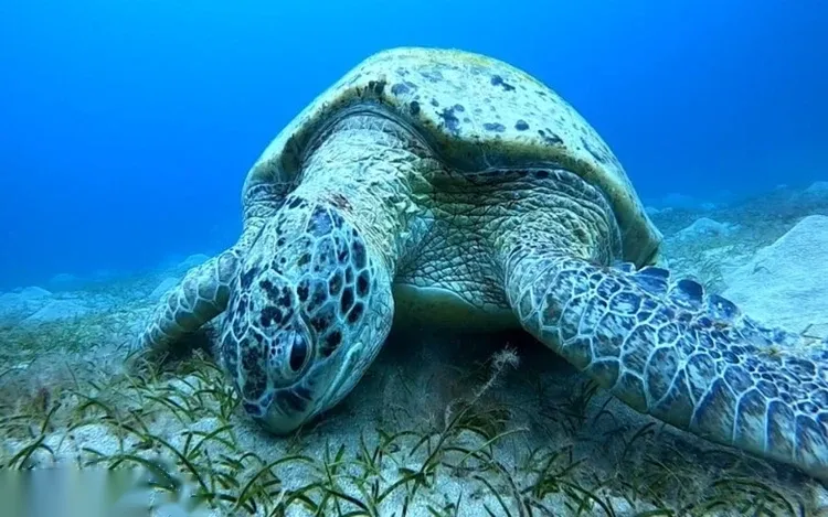 Marsa Mubarak Sea Turtle Snorkeling Half-Day Trip in Marsa Alam