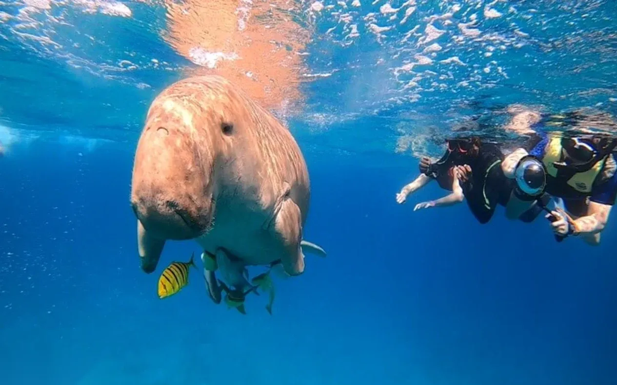 Marsa Mubarak Sea Turtle Snorkeling Half-Day Trip in Marsa Alam — view 2