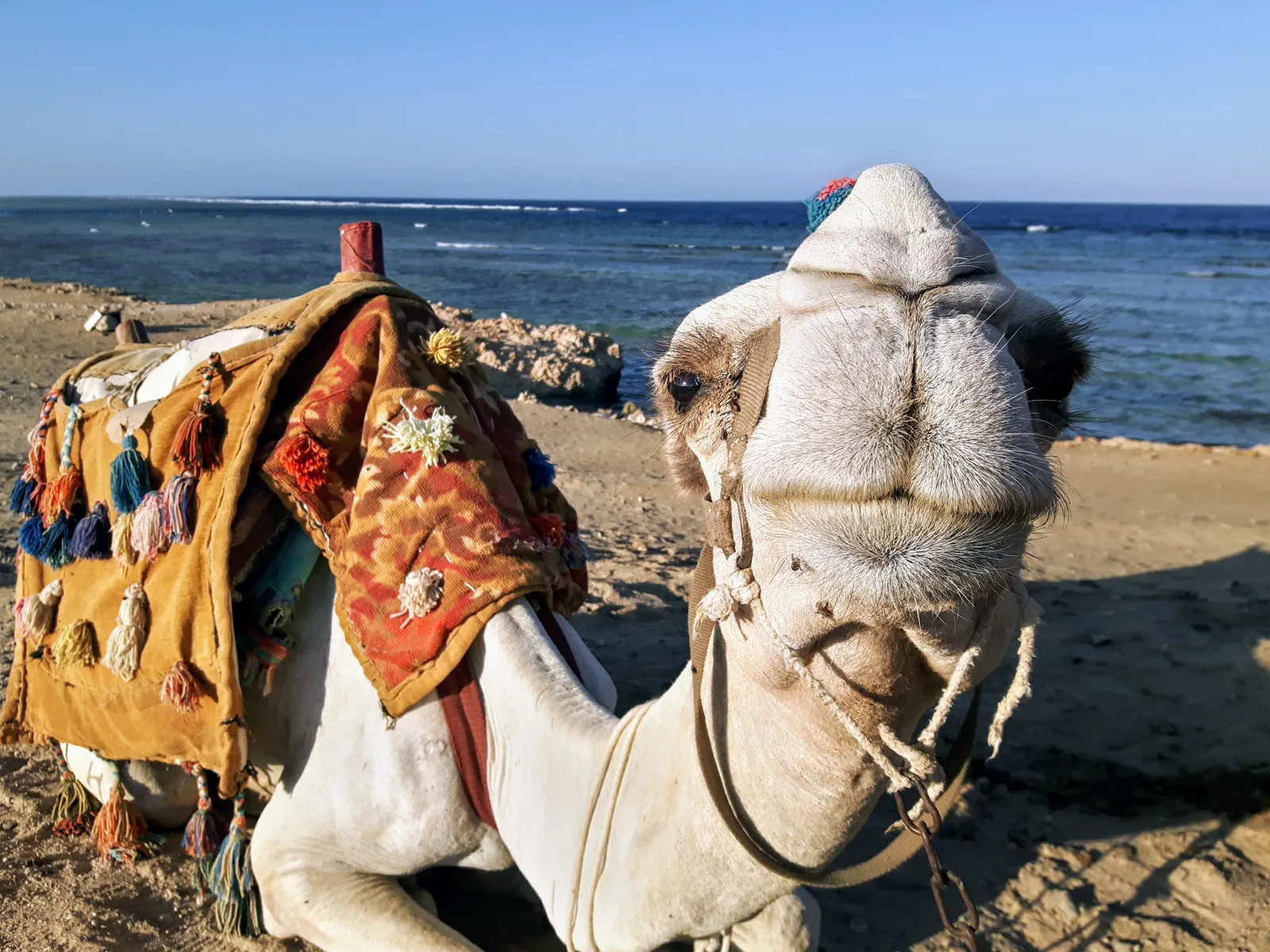 Night Fishing & BBQ Boat Trip in Marsa Alam — view 4