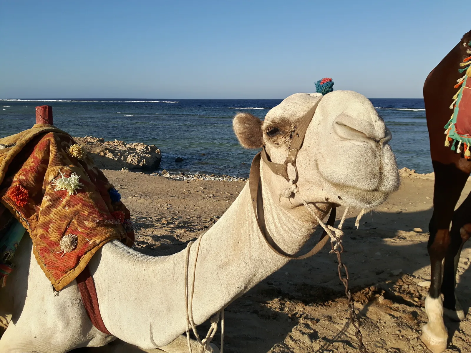 Night Fishing & BBQ Boat Trip in Marsa Alam — view 5