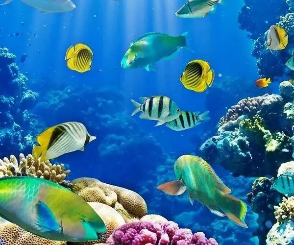 PADI Open Water Scuba Instructor in Hurghada
