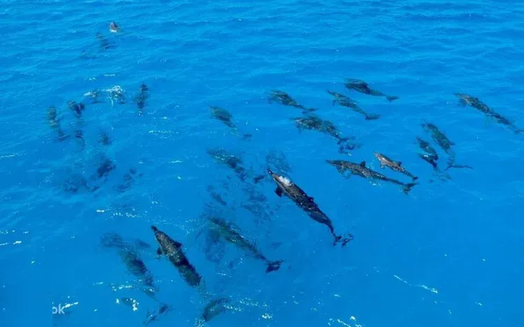 Private Dolphin House Yacht-Charter in Marsa Alam — view 3