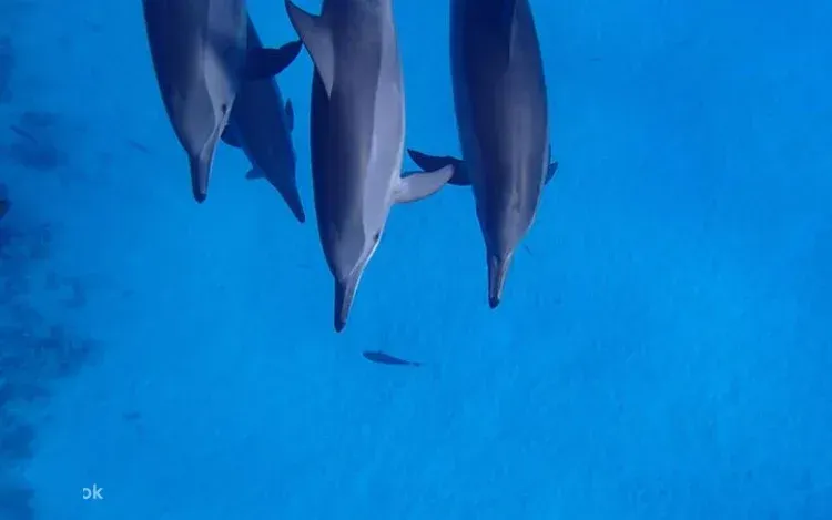 Private Dolphin House Yacht-Charter in Marsa Alam — view 4