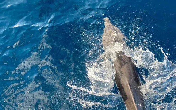 Private Dolphin House Yacht-Charter in Marsa Alam — view 5