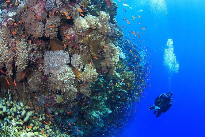 Private Dolphin Tour in Hurghada