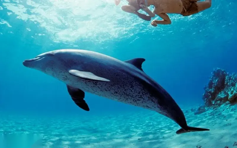 Sataya Dolphin House Snorkeling Cruise — Marsa Alam, rated 4.9 on TripAdvisor