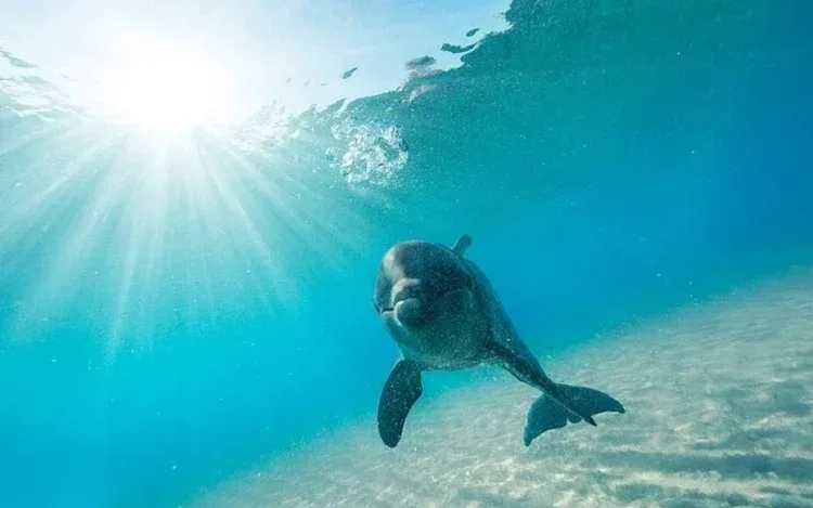 Sataya Dolphin House Snorkeling Cruise in Marsa Alam — view 3