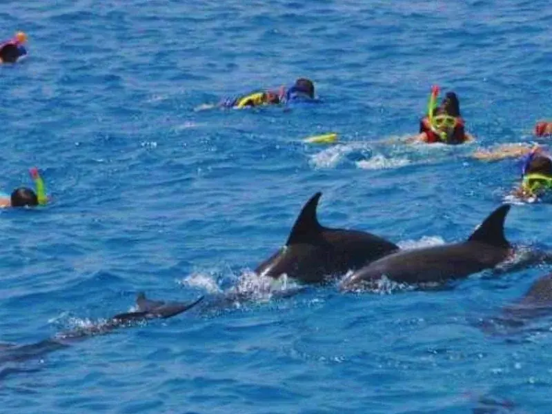 Nager avec les Dauphins in Hurghada