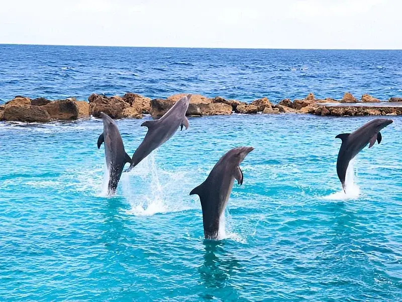 Nager avec les Dauphins in Hurghada — view 2