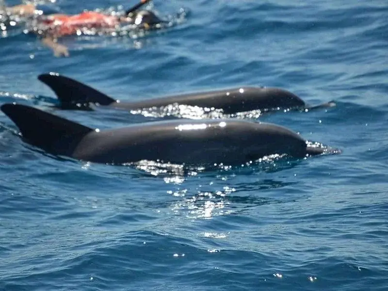 Nager avec les Dauphins in Hurghada — view 4