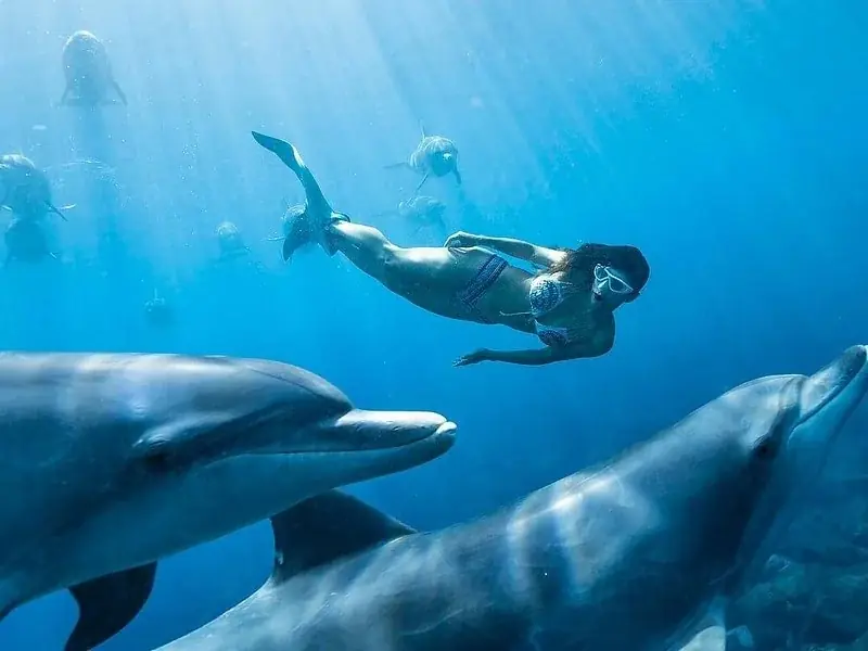 Nager avec les Dauphins in Hurghada — view 5